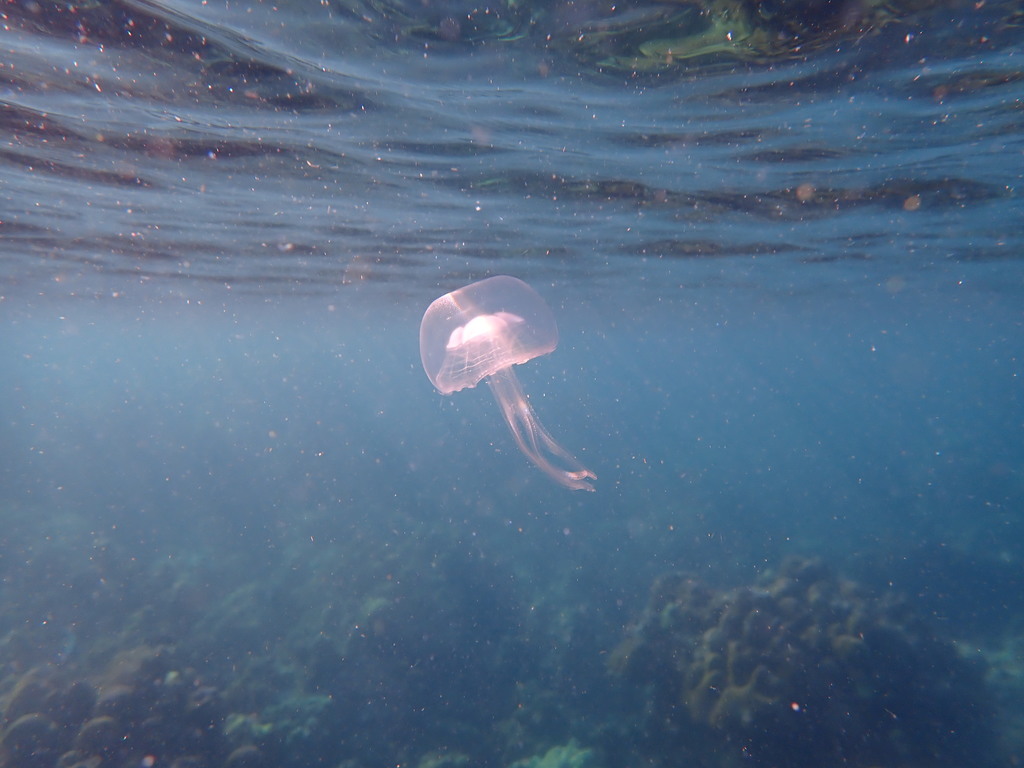 Bumpy Jelly