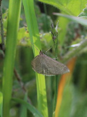 Anania fuscalis
