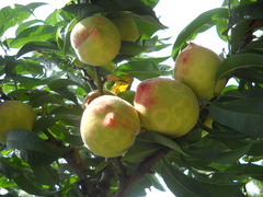 Prunus persica persica