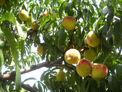 Prunus persica persica