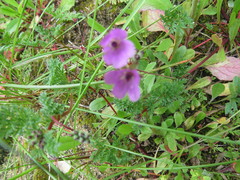 Erodium aethiopicum