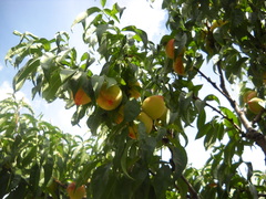 Prunus persica persica