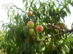 Prunus persica persica