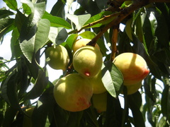Prunus persica persica