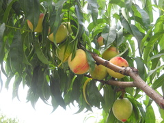 Prunus persica persica