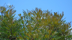 Simarouba