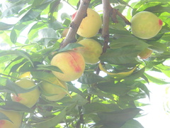 Prunus persica persica