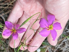 Sabatia grandiflora