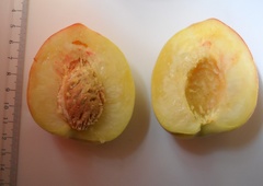 Prunus persica persica