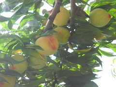 Prunus persica persica