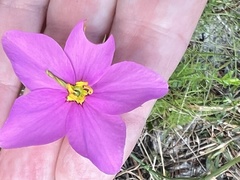 Sabatia grandiflora