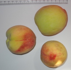 Prunus persica persica