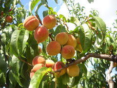Prunus persica persica