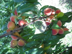 Prunus persica persica