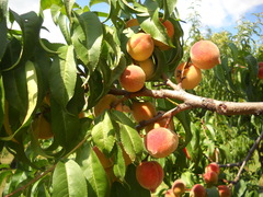 Prunus persica persica