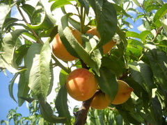 Prunus persica persica