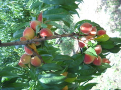Prunus persica persica