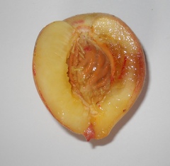 Prunus persica persica