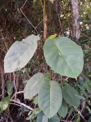 Macropharynx peltata