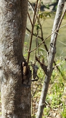 Acanthocephala alata