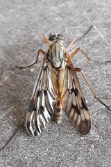 Rhagio atlanticus
