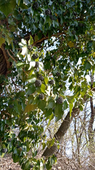 Hedera helix