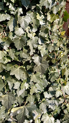 Hedera helix