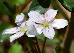 Claytonia virginica