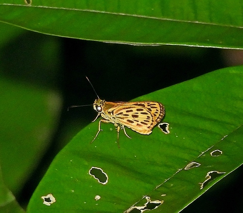 Lento apta