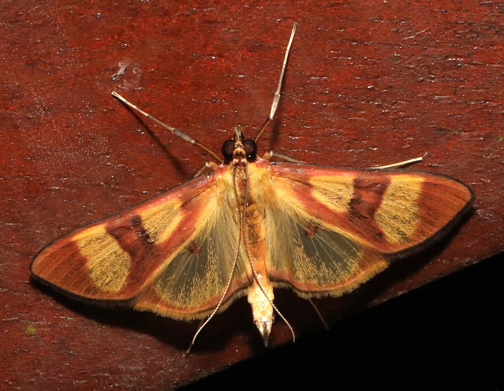 Prenesta latifascialis