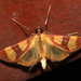 Prenesta latifascialis - Photo (c) Frank DiStefano, some rights reserved (CC BY-NC), uploaded by Frank DiStefano