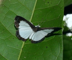 Nymphidium chione
