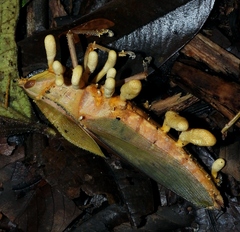 Beauveria locustiphila