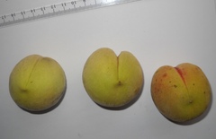 Prunus persica persica