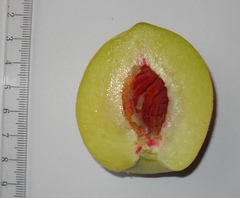 Prunus persica persica