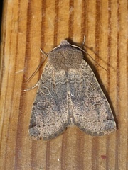 Conistra intricata