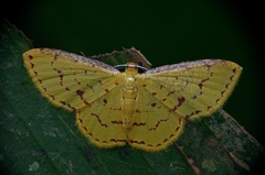 Eois apyraria