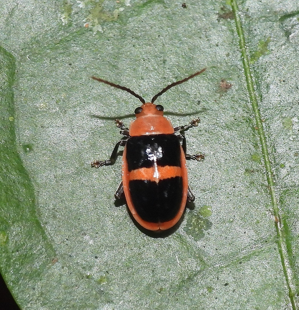 Asphaera paralleloptera