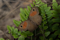 Cassionympha cassius