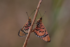 Acraea nohara