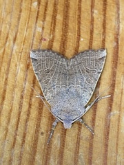 Conistra intricata