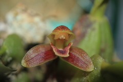 Maxillaria sanantonioensis