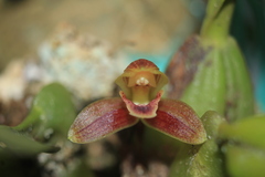 Maxillaria sanantonioensis