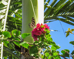 Heliconius charithonia