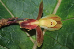 Maxillaria sanantonioensis