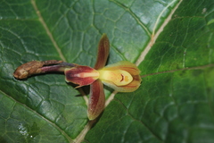 Maxillaria sanantonioensis