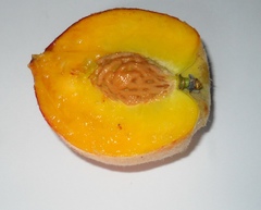 Prunus persica persica