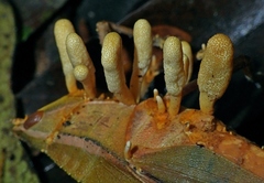 Beauveria locustiphila