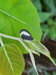 Membracis latifasciata