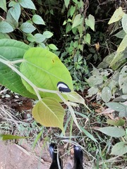 Membracis latifasciata